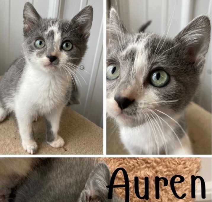 Photo of Auren