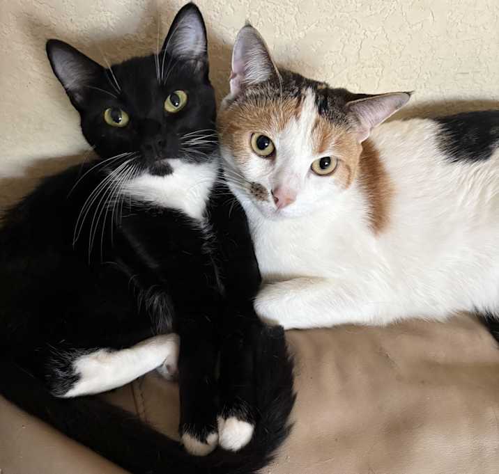 Photo of Opal and blackie