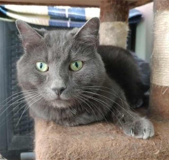 Photo of Toby