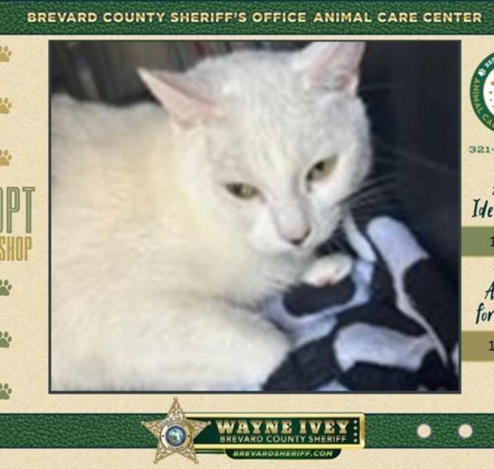 Photo of Marshmallow