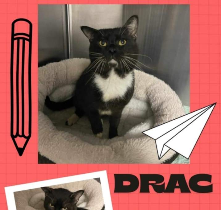 Photo of Drac