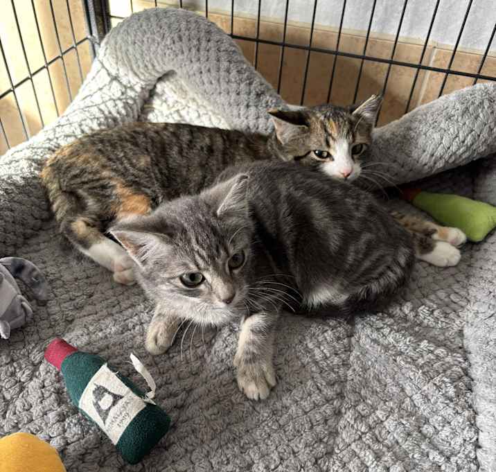 Photo of Tuffnut & Astrid