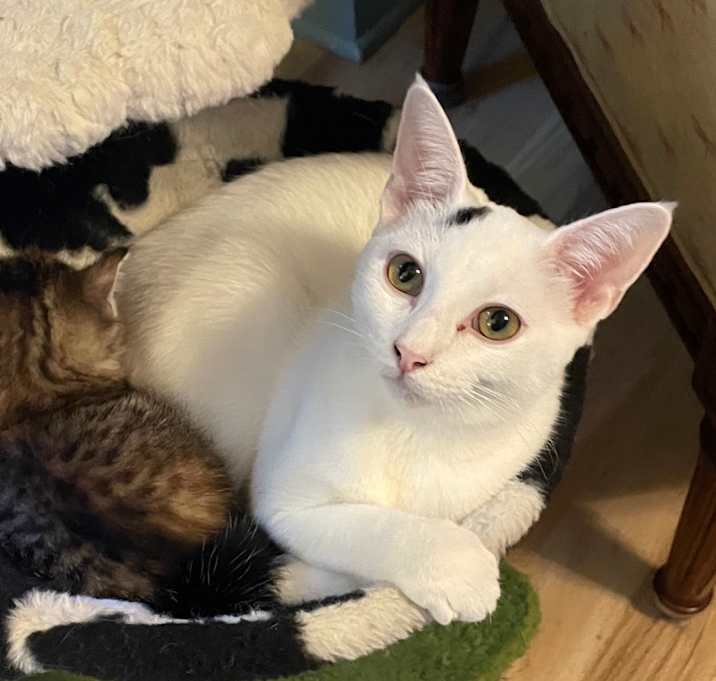 Photo of Meadow Spring-TL