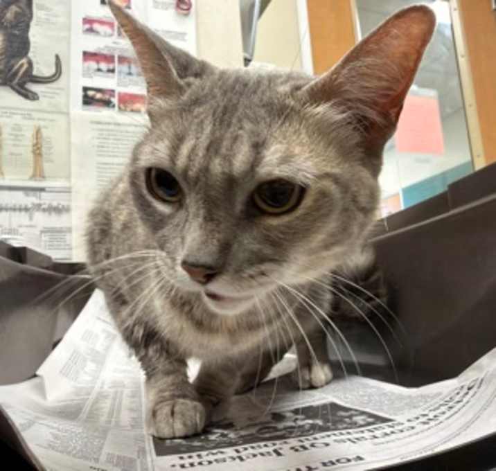 Photo of Angel Eyes *SN*