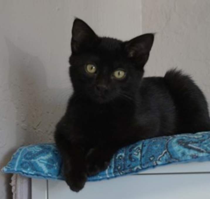 Photo of Kevin Heart