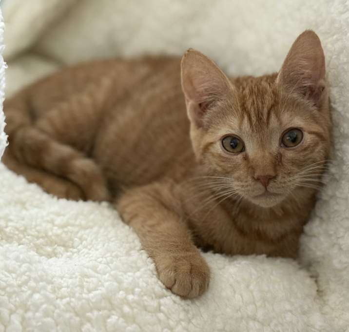 Photo of Baby Ginger