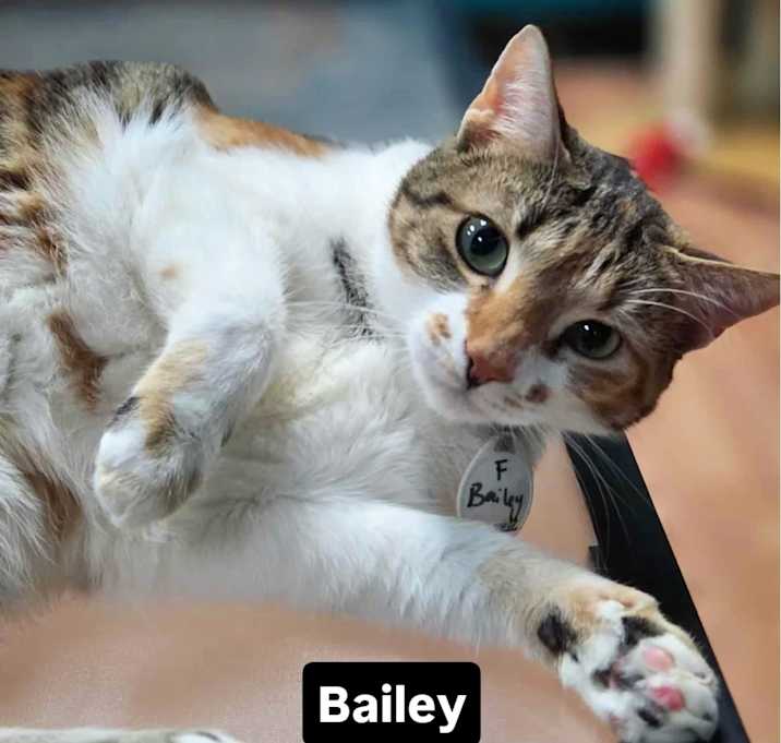 Photo of Bailey