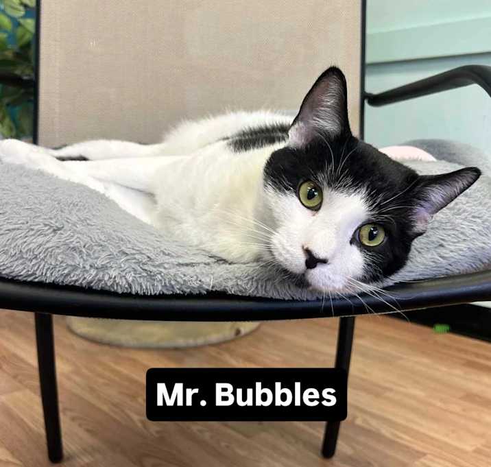 Photo of Mr. Charlie Bubbles