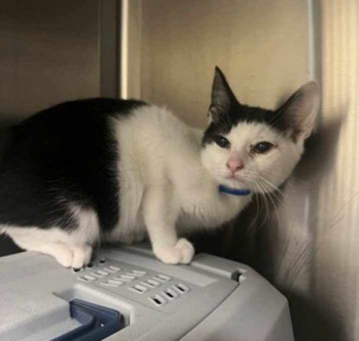 Photo of Walter *In Foster*