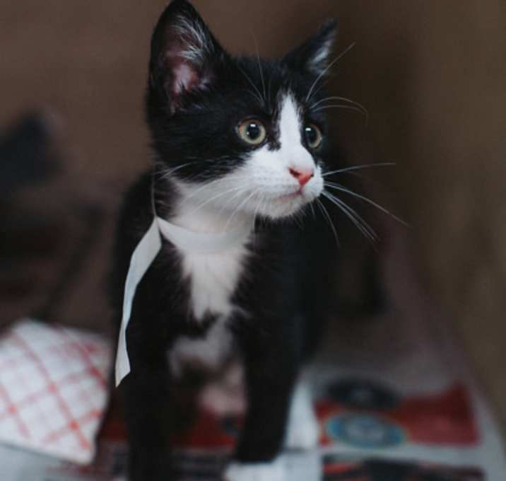 Photo of 89019a Casper- PetSmart West A