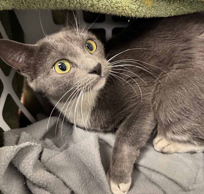 Photo of HACC-Stray-32143