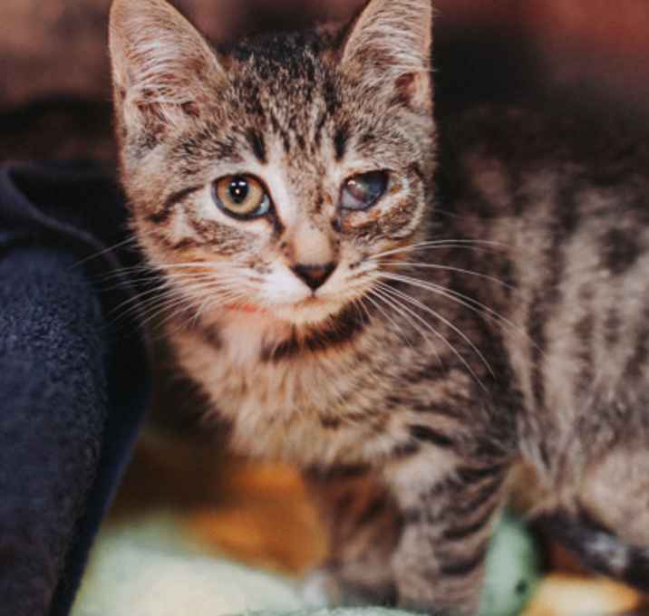 Photo of 88977a Vitamin E