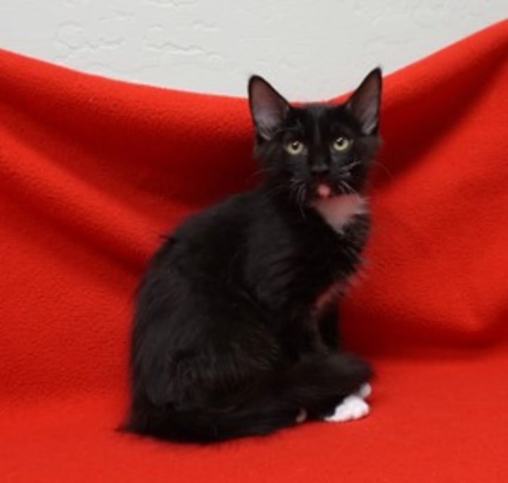 Photo of St. Laurent