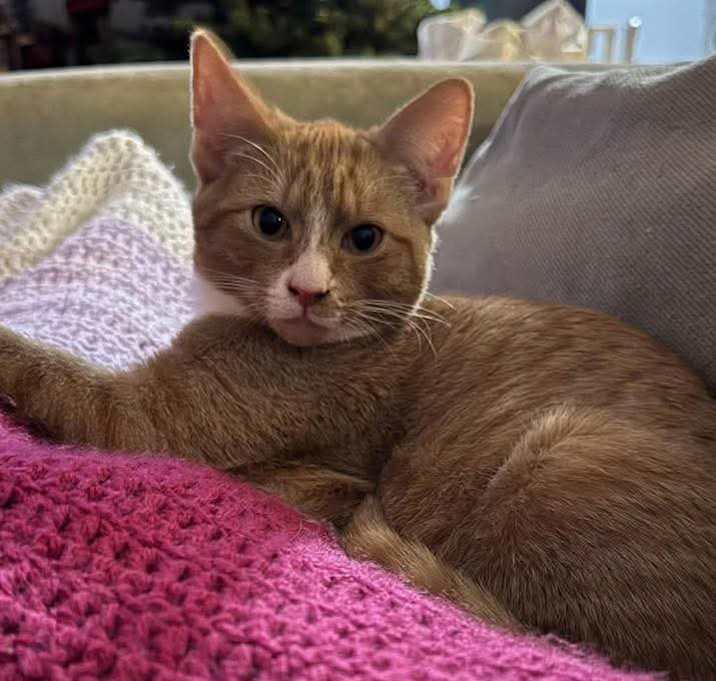 Photo of Cheddar