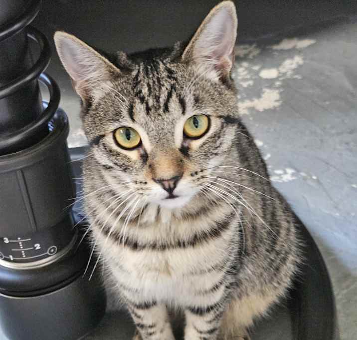 Photo of Bella (bonded to Stella)