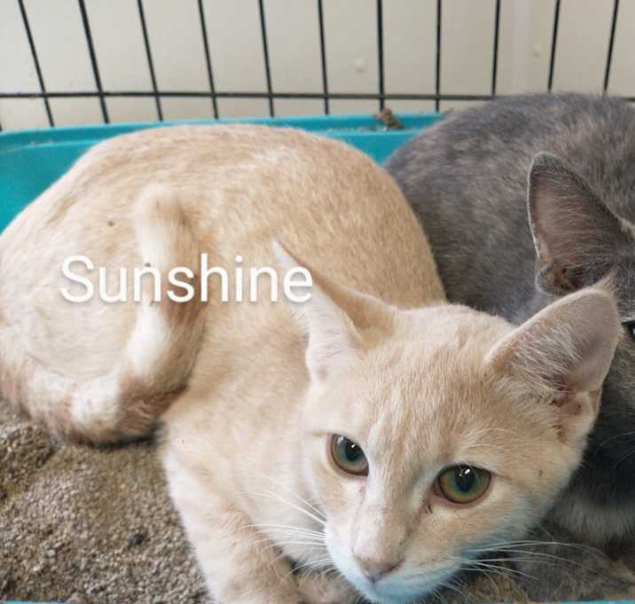 Photo of Sunshine *fee waived*