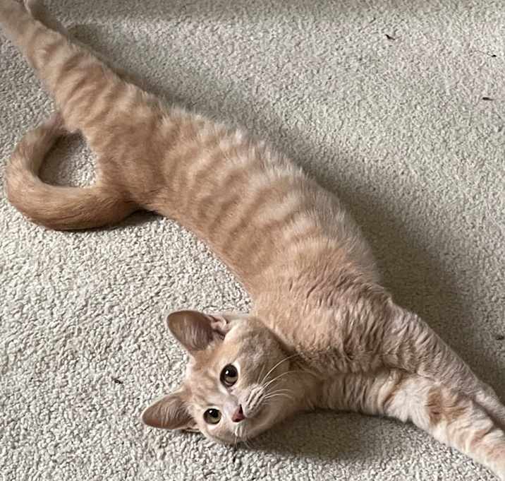 Photo of Li'mony (Bonded to Snickett)