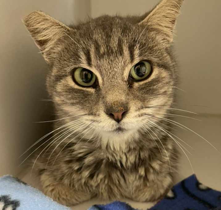 Photo of Kitty ~ Barncat|Shopcat