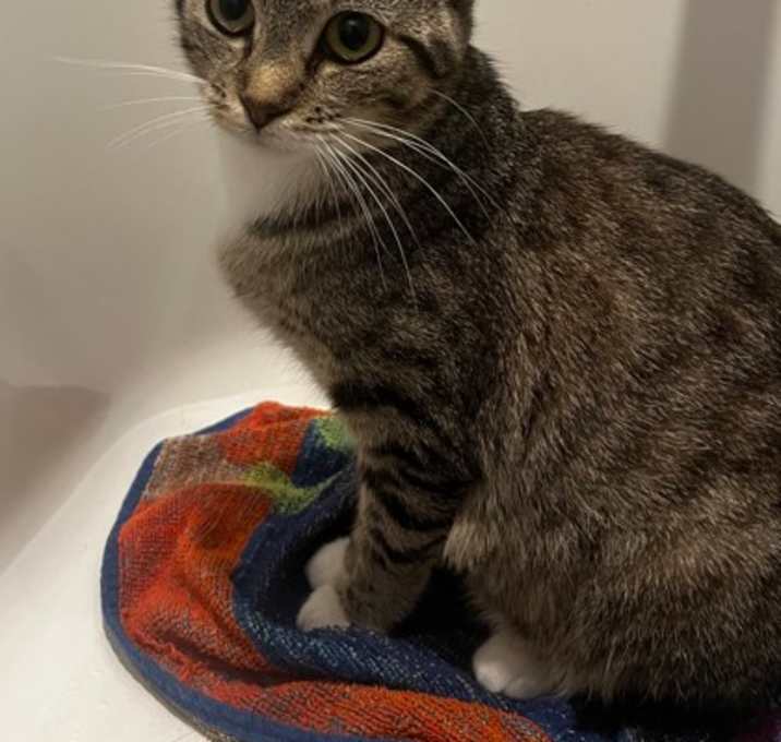 Photo of Solar Flare