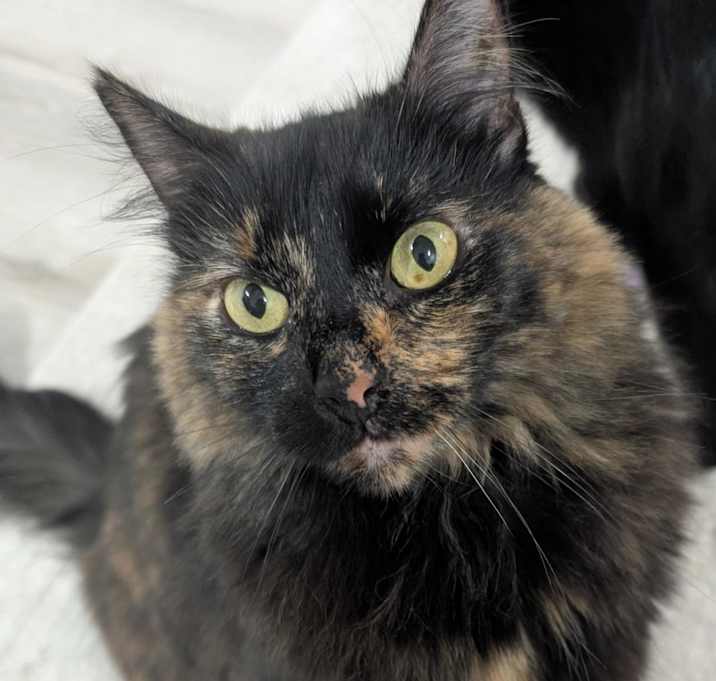 Photo of Patches (Patchy)