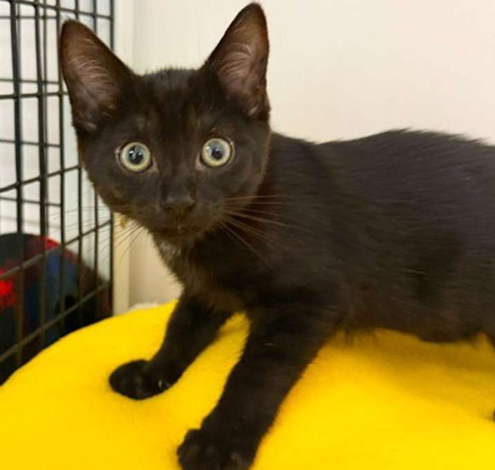 Photo of Kitten Whippersnapper