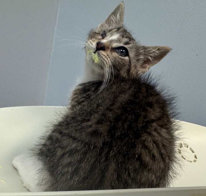 Photo of Patchy the Pirate 