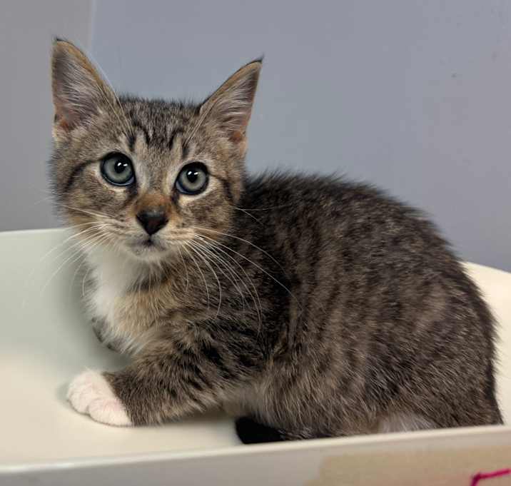 Photo of Long John Silver