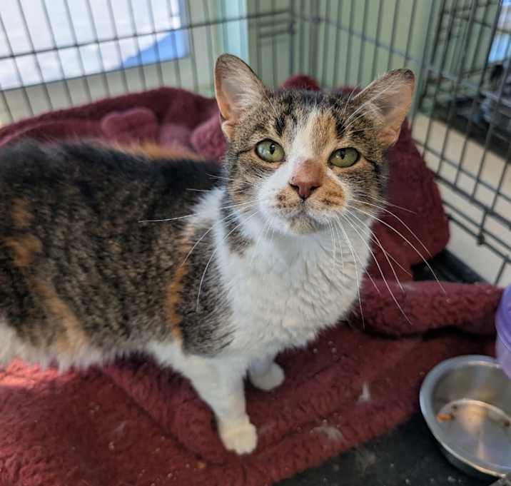 Photo of Butterscotch