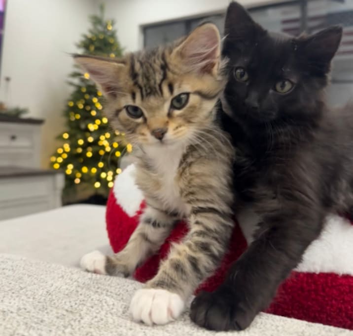 Photo of Paris w/ Nicole - Fearless, Lovable Lap Cat! Good w/ Cats & Kids!