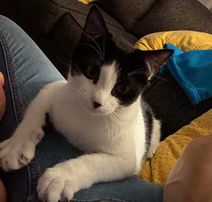 Photo of Briar (Petsmart)