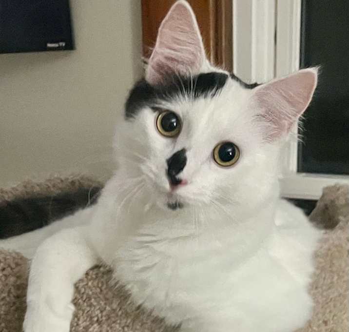 Photo of Calliope 55204