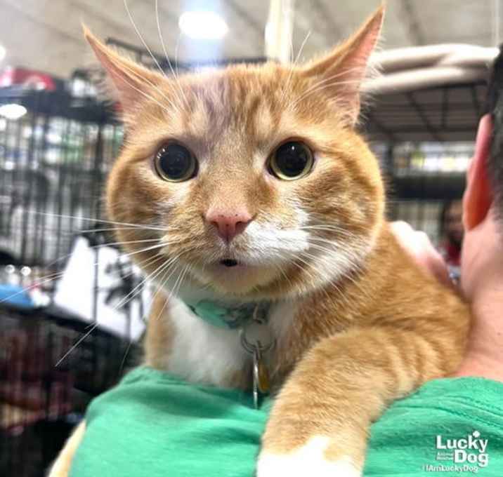 Photo of King George