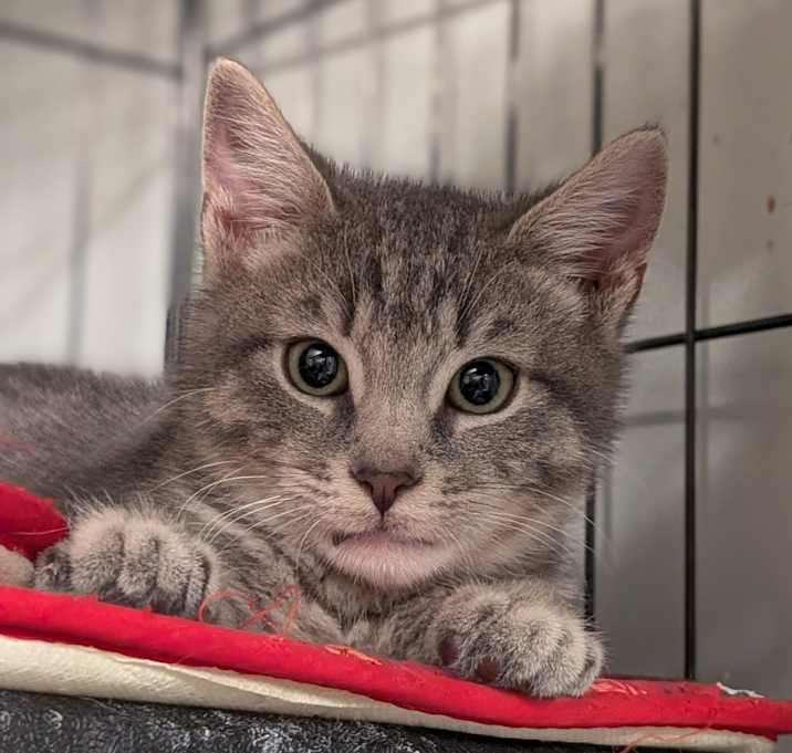 Photo of 1125-149 Hyzer