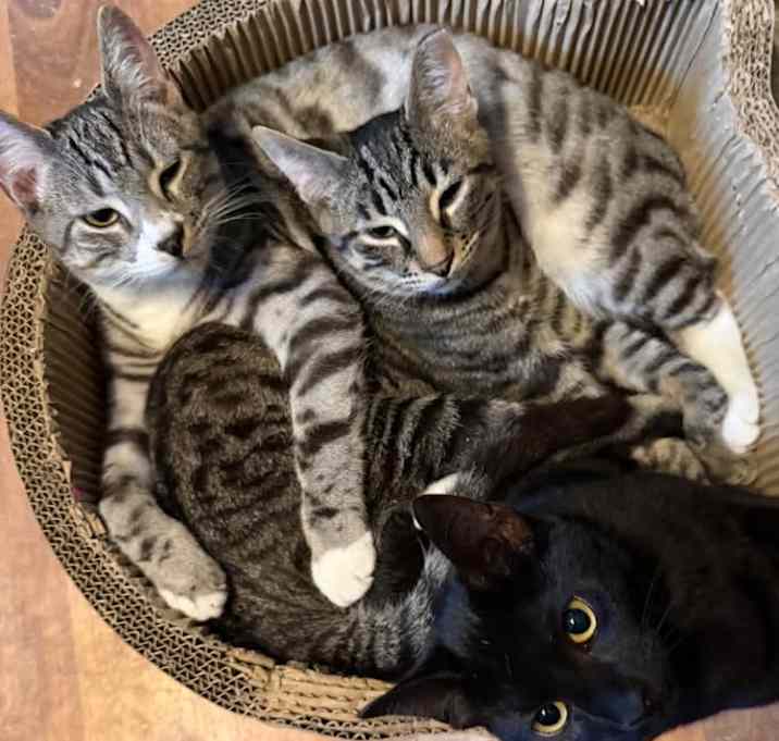 Photo of Cheetah, Spudz, and Lil Shrub