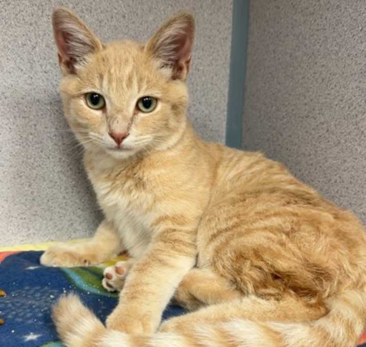 Photo of Kris Kringle