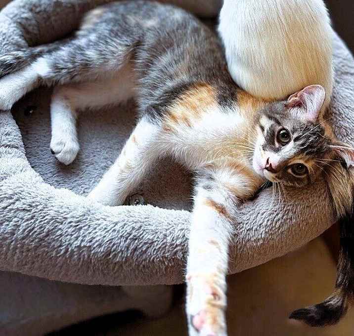 Photo of Hecate - Greek Gods Litter