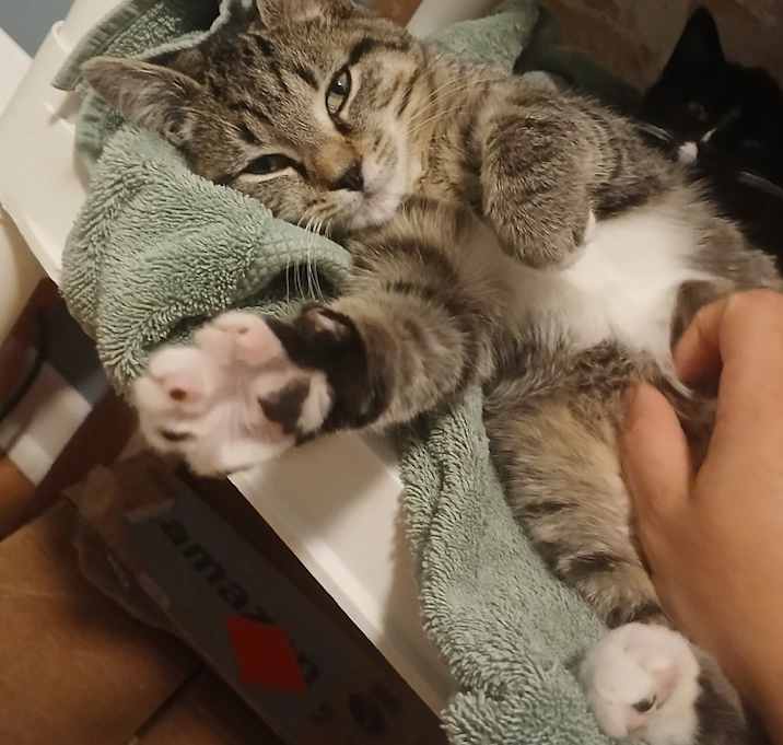 Photo of Edgar (25-235 C)