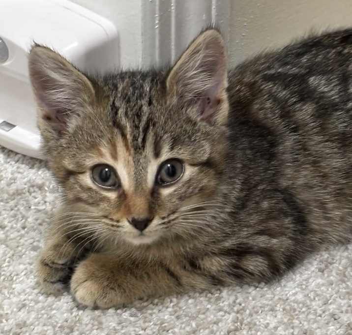 Photo of Millie (1 of 4 kittens!!!)