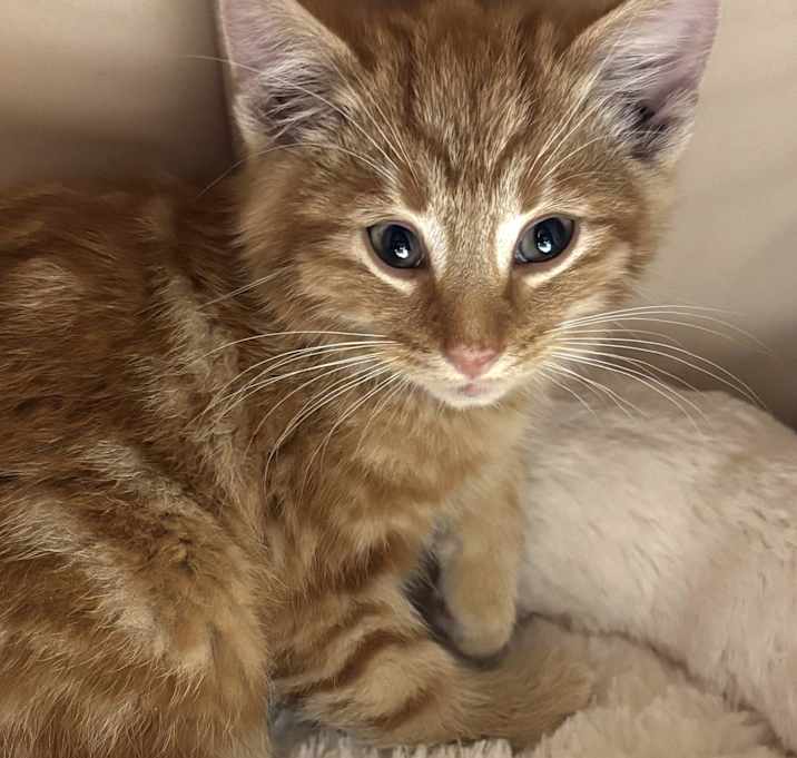 Photo of Milton (1 of 4 kittens!)