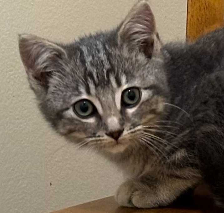 Photo of Irene (1 of 4 kittens!!)