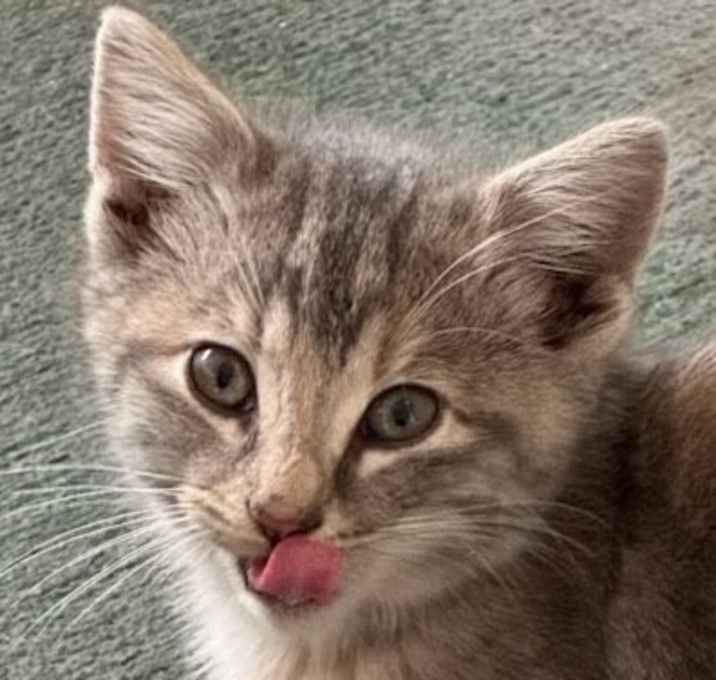 Photo of Mavis (1 of 4 Kittens!!!)