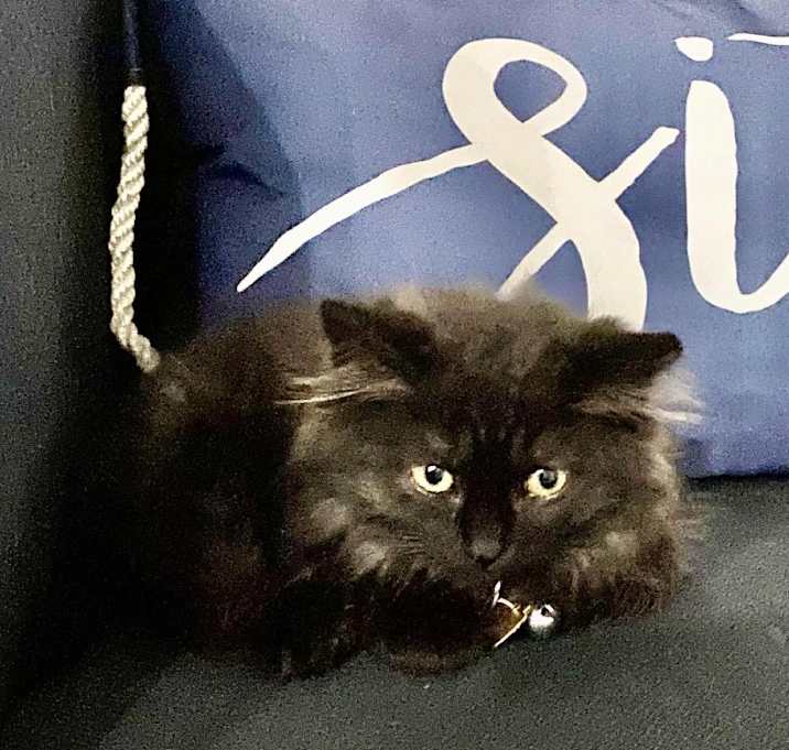 Photo of Twilight Frost