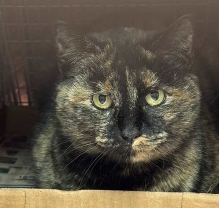 Photo of 1125-168 Brasilia