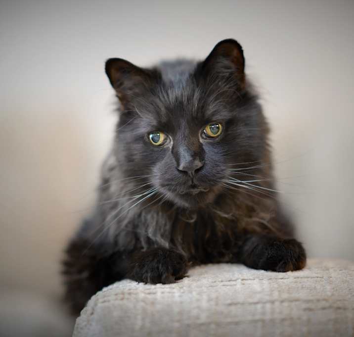 Photo of Krunk C66166