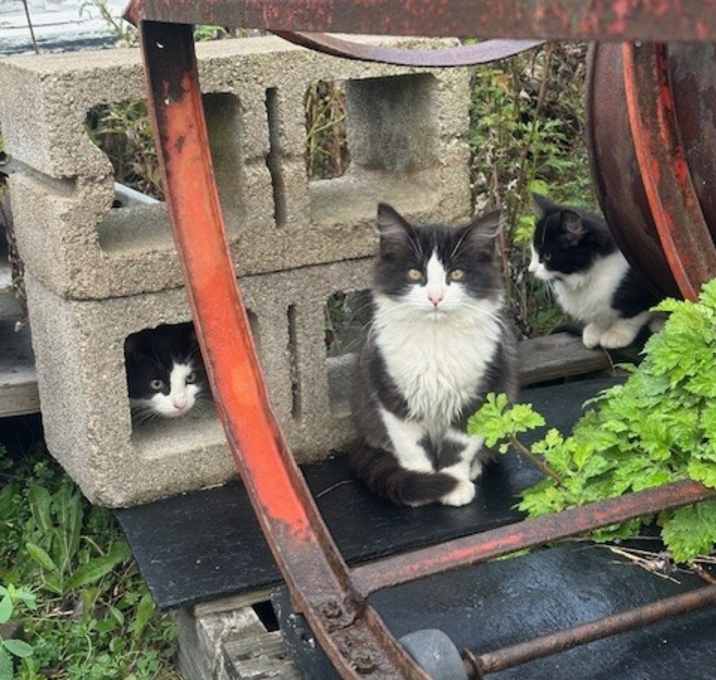 Photo of Sissy, Little One, Spot and Coal