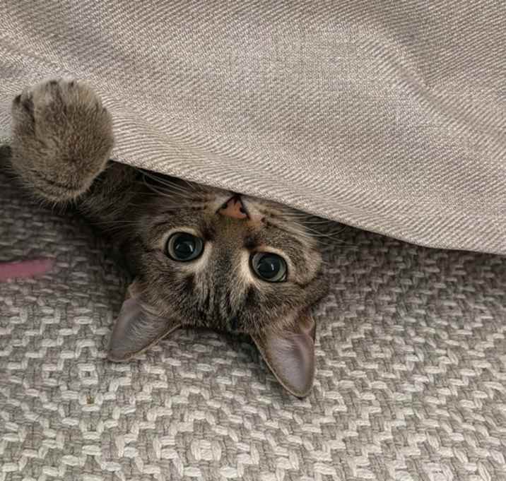 Photo of Princess Mononoke