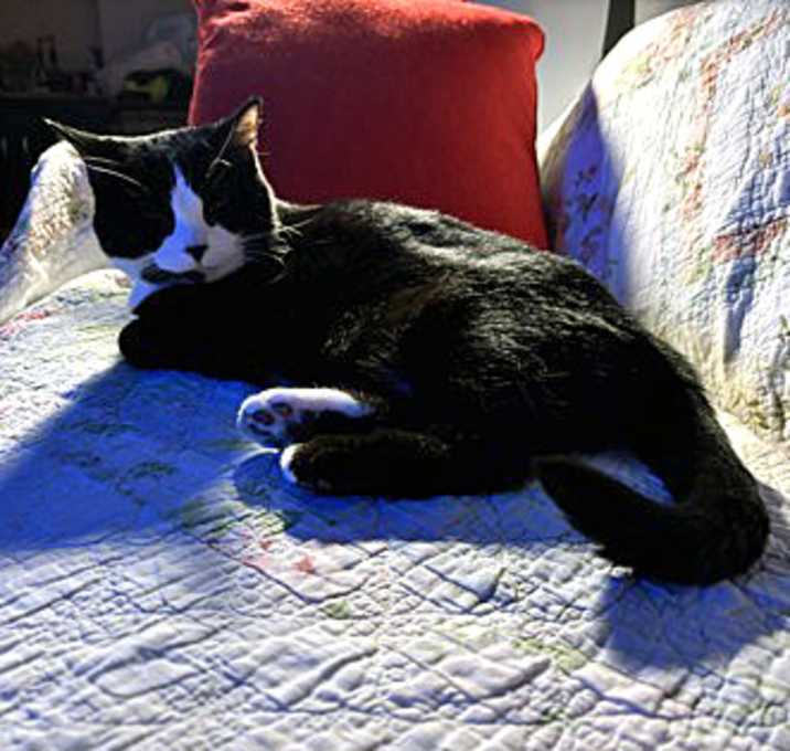 Photo of Miss Bibs (in foster)