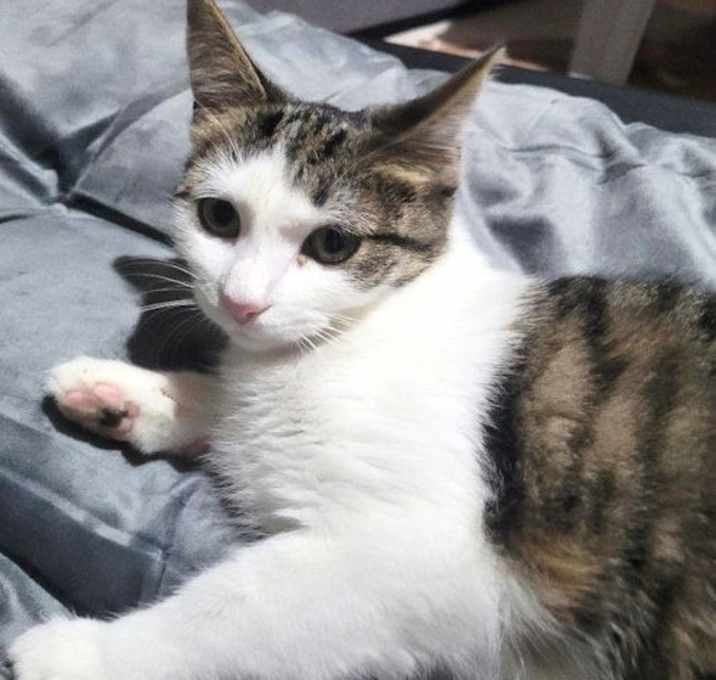 Photo of Butterfinger