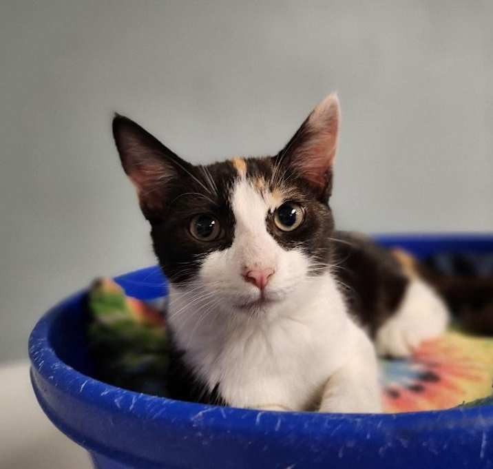 Photo of Kitten 27393 (Slinky)