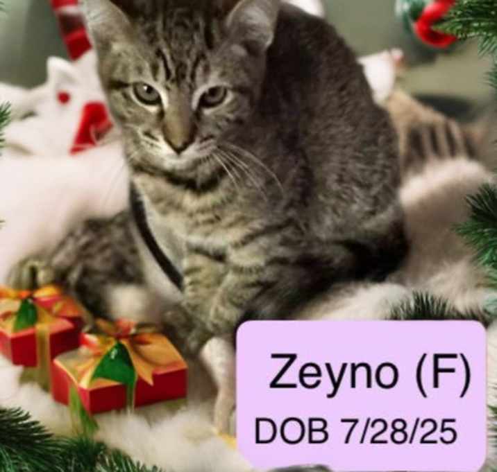 Photo of Zeyno